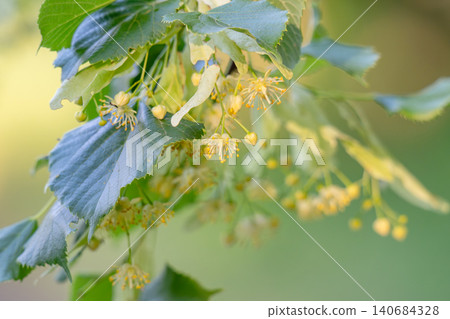Small pale yellow flowers of linden tree 140684328