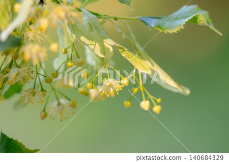 Small pale yellow flowers of linden tree 140684329