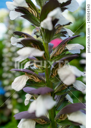 茛莧的特寫,適合作為植物材料。 茛莧的特寫,適合作為植物材料。 140684340