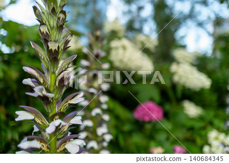 Close-up of acanthus, suitable for botanical materials. Close-up of acanthus, suitable for botanical materials. 140684345