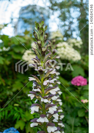 Close-up of acanthus, suitable for botanical materials. Close-up of acanthus, suitable for botanical materials. 140684346