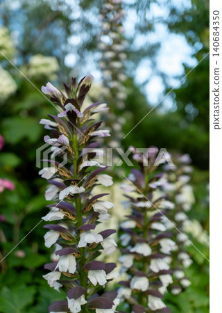 Close-up of acanthus, suitable for botanical materials. Close-up of acanthus, suitable for botanical materials. 140684350