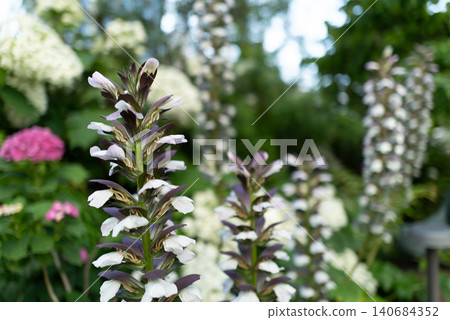 Close-up of acanthus, suitable for botanical materials. Close-up of acanthus, suitable for botanical materials. 140684352