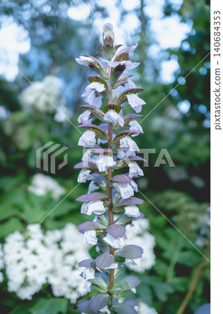 Close-up of acanthus, suitable for botanical materials. Close-up of acanthus, suitable for botanical materials. 140684353