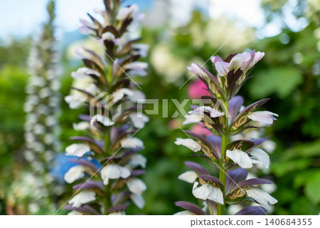 Close-up of acanthus, suitable for botanical materials. Close-up of acanthus, suitable for botanical materials. 140684355