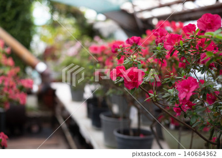 Blooming bright pink azaleas in a greenhouse. Blooming bright pink azaleas in a greenhouse. 140684362