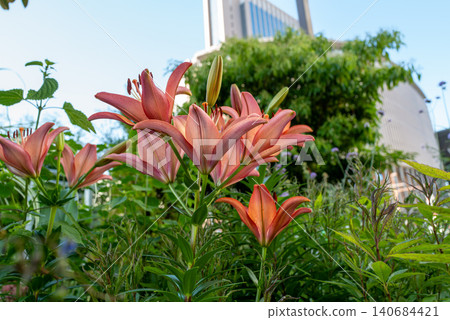 Orange-pink lilies photographed in natural light Orange-pink lilies photographed in natural light 140684421