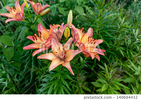Orange-pink lilies photographed in natural light Orange-pink lilies photographed in natural light 140684432