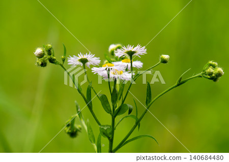 Chamomile flowers close up. Spring, summer flowers. Herb. Chamomile flowers close up. Spring, summer flowers. Herb. 140684480