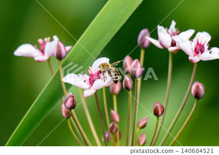 Honey bees collect nectar from pink flowers Honey bees collect nectar from pink flowers 140684521