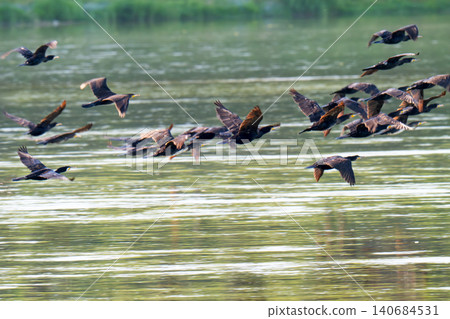 A young cormorant flies A young cormorant flies 140684531