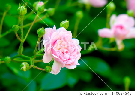blooming pink roses 140684543