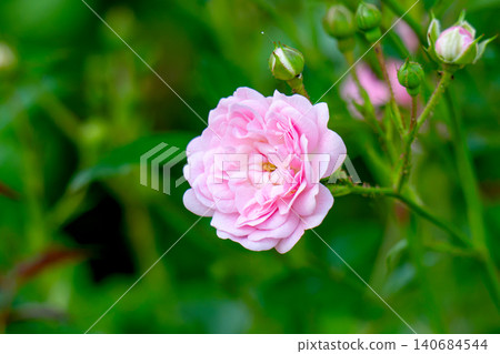 blooming pink roses blooming pink roses 140684544
