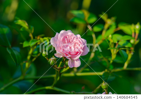 blooming pink roses blooming pink roses 140684545