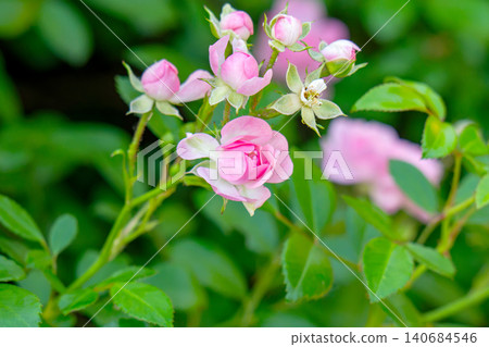 blooming pink roses blooming pink roses 140684546