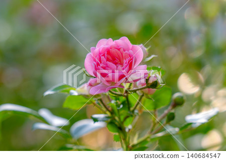 blooming pink roses blooming pink roses 140684547