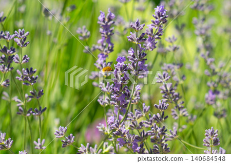 bee on beautiful lavender blooming bee on beautiful lavender blooming 140684548