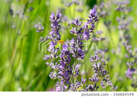 bee on beautiful lavender blooming bee on beautiful lavender blooming 140684549