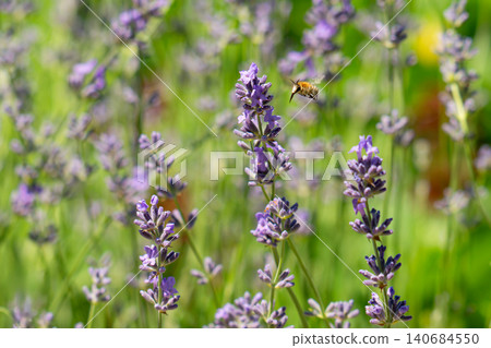 bee on beautiful lavender blooming bee on beautiful lavender blooming 140684550