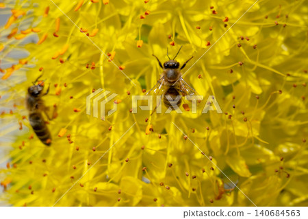 Close-up photo of a bee. The honeybee collects the pollen close-up. Photo of a bee sitting on a yellow flower. The bee pollinates the flower on a clear summer day. Close-up photo of a bee. The honeybee collects the pollen close-up. Photo of a bee sitting on a yellow flower. The bee pollinates the flower on a clear summer day. 140684563