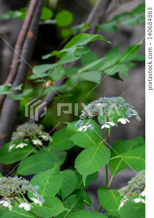 A close-up of pale white and blue hydrangea blossoms against the backdrop of fresh green leaves. A close-up of pale white and blue hydrangea blossoms against the backdrop of fresh green leaves. 140684863