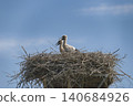 Storks in the nest 140684926