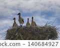 Storks in the nest 140684927