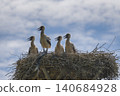 Storks in the nest 140684928