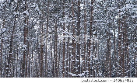 Dense pine forest with tall straight trunks densely packed across frame, branches and needles layered with fresh snow, muted overcast sky visible through 140684932