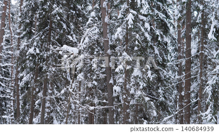 Dense stand of conifer trees covered in fresh snow, close grouping of trunks and layered branches forming textured woodland scene, soft diffused daylight Dense stand of conifer trees covered in fresh snow, close grouping of trunks and layered branches forming textured woodland scene, soft diffused daylight 140684939