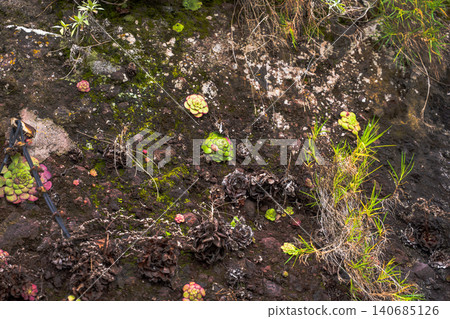 Madeira Aeonium succulents on rocky volcanic slope in overcast light 140685126