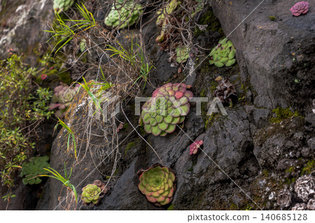 Rugged volcanic rock with Aeonium succulents on Madeira lava cliffs Rugged volcanic rock with Aeonium succulents on Madeira lava cliffs 140685128
