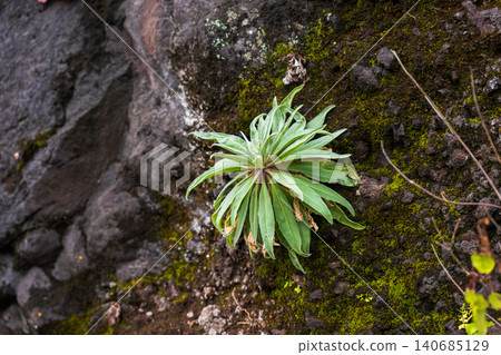 Endemic rosette plant on mossy basalt cliff face in Madeira Endemic rosette plant on mossy basalt cliff face in Madeira 140685129