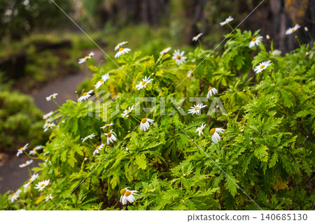 White daisies with yellow centers along a rocky path in Madeira White daisies with yellow centers along a rocky path in Madeira 140685130