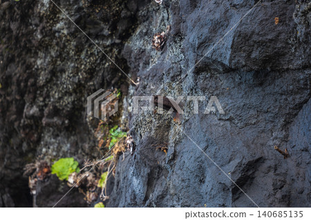Rusted anchor bolt on basalt cliff face with moss in Madeira Rusted anchor bolt on basalt cliff face with moss in Madeira 140685135