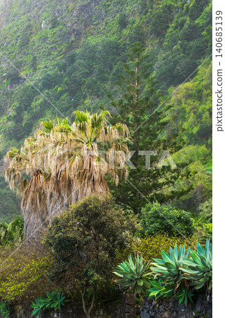 Terraced hillside with fan palm, agaves, and volcanic stone wall 140685139
