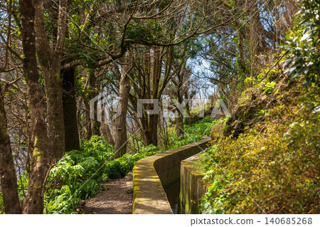 Madeira levada trail with moss lined channel and laurel woodland Madeira levada trail with moss lined channel and laurel woodland 140685268