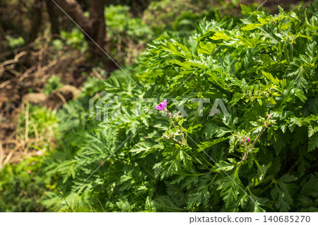 Magenta wildflower among laurisilva foliage in Madeira woodland Magenta wildflower among laurisilva foliage in Madeira woodland 140685270
