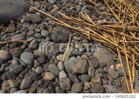 Rocky Madeira coast with basalt pebbles, reeds, and plastic debris 140685282