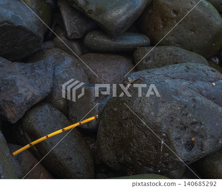Shore crab on wet volcanic boulders with yellow reed, Madeira coast Shore crab on wet volcanic boulders with yellow reed, Madeira coast 140685292