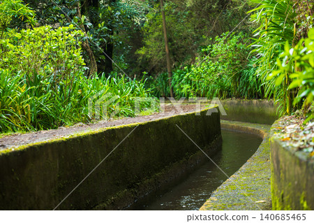 Levada trail in Madeira laurel forest with mossy walls and path 140685465