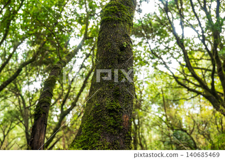 Mossy tree trunk and laurel branches in Madeira Laurisilva forest Mossy tree trunk and laurel branches in Madeira Laurisilva forest 140685469