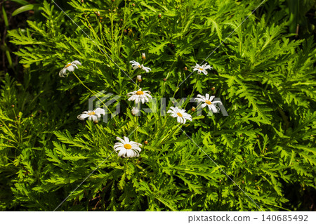 White daisies with yellow centers among fern like foliage in Madeira White daisies with yellow centers among fern like foliage in Madeira 140685492
