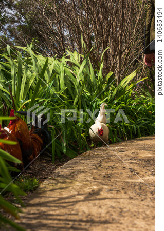 Chickens on a garden path in Madeira with agapanthus leaves Chickens on a garden path in Madeira with agapanthus leaves 140685494