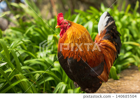 Rooster with orange gold hackles on garden path in Madeira 140685504