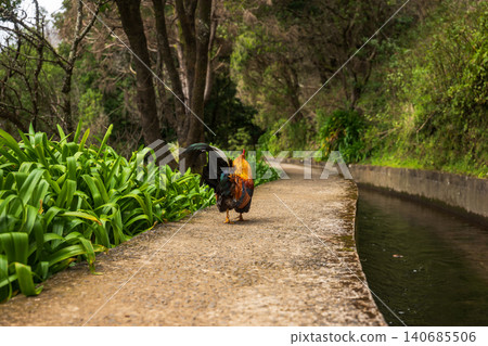 Rooster on Madeira levada footpath with agapanthus in forest light Rooster on Madeira levada footpath with agapanthus in forest light 140685506