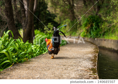 Rooster struts by Madeira levada on shaded forest path in daylight Rooster struts by Madeira levada on shaded forest path in daylight 140685507