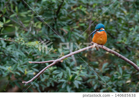 翠鳥棲息在樹枝上 翠鳥棲息在樹枝上 140685638