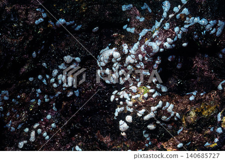Sea squirt (Henge-no-hamai) at low tide Sea squirt (Henge-no-hamai) at low tide 140685727
