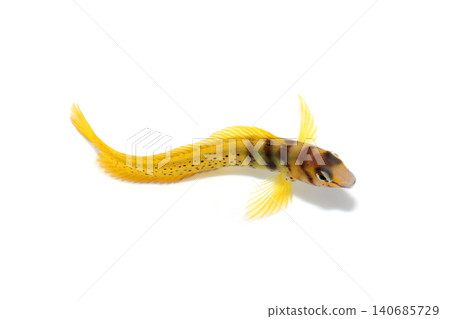 Nabeka (a type of fish found in rocky shores) - white background Nabeka (a type of fish found in rocky shores) - white background 140685729